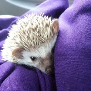 Meet your Posher, Mary